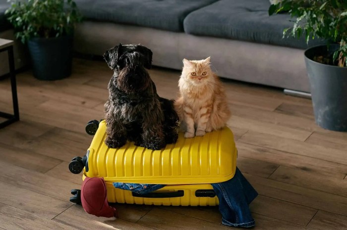 Penginapan pet-friendly